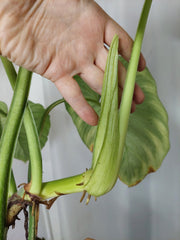 Philodendron Mamei Aurea Variegata