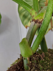 Philodendron Mamei Aurea Variegata
