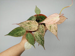 Philodendron Micans Pink Marble Variegata