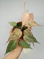Philodendron Micans Pink Marble Variegata