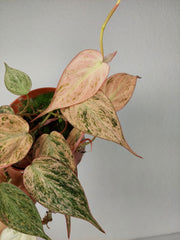 Philodendron Micans Pink Marble Variegata