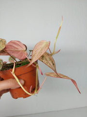 Philodendron Micans Pink Marble Variegata