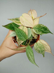 Philodendron Micans Pink Marble Variegata