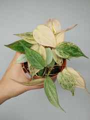 Philodendron Micans Pink Marble Variegata