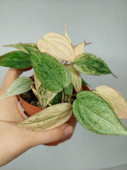 Philodendron Micans Pink Marble Variegata