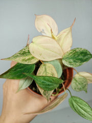 Philodendron Micans Pink Marble Variegata