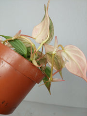 Philodendron Micans Pink Marble Variegata