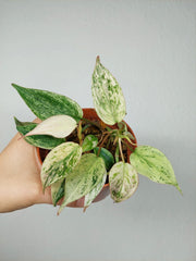 Philodendron Micans Pink Marble Variegata