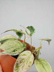 Philodendron Micans Pink Marble Variegata