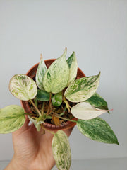 Philodendron Micans Pink Marble Variegata