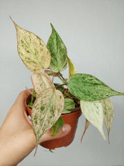Philodendron Micans Pink Marble Variegata