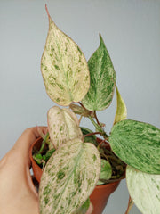Philodendron Micans Pink Marble Variegata