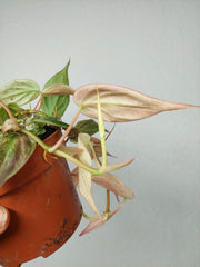 Philodendron Micans Pink Marble Variegata
