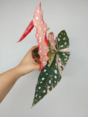 Begonia Maculata Pink Variegata