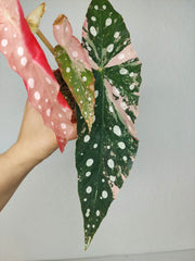 Begonia Maculata Pink Variegata