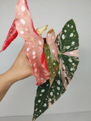 Begonia Maculata Pink Variegata