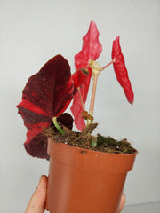 Begonia Maculata Pink Variegata