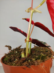 Begonia Maculata Pink Variegata