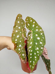 Begonia Maculata Pink Variegata