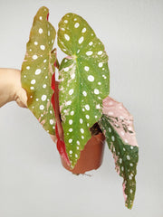 Begonia Maculata Pink Variegata