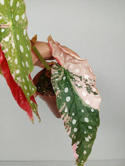 Begonia Maculata Pink Variegata