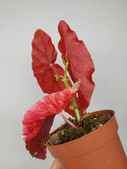 Begonia Maculata Pink Variegata