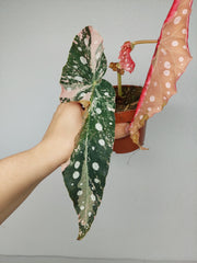 Begonia Maculata Pink Variegata