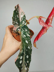 Begonia Maculata Pink Variegata