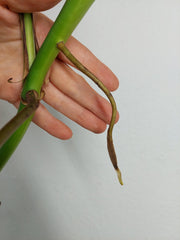 Monstera Aurea Stecklinge