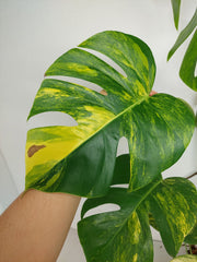 Monstera Aurea Stecklinge