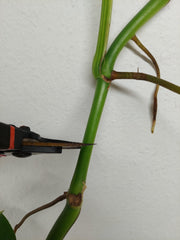 Monstera Aurea Stecklinge
