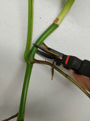 Monstera Aurea Stecklinge
