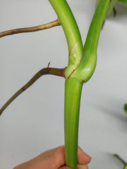 Monstera Aurea Stecklinge