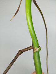 Monstera Aurea Stecklinge