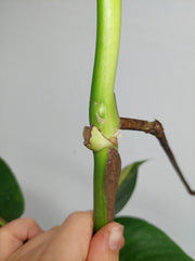 Monstera Aurea Stecklinge