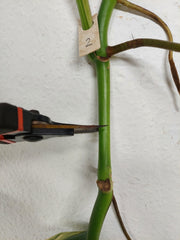 Monstera Aurea Stecklinge