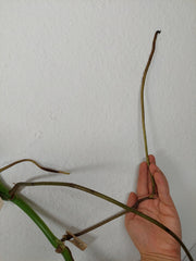 Monstera Aurea Stecklinge