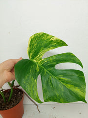 Monstera Aurea Stecklinge