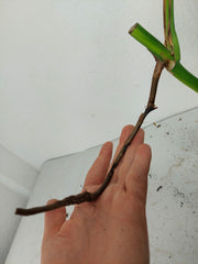Monstera Aurea Stecklinge