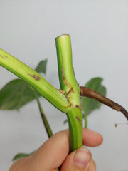 Monstera Aurea Stecklinge