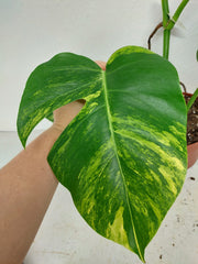 Monstera Aurea Stecklinge