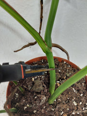 Monstera Aurea Stecklinge