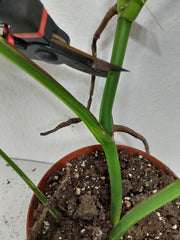 Monstera Aurea Stecklinge