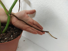 Monstera Aurea Stecklinge