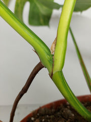 Monstera Aurea Stecklinge