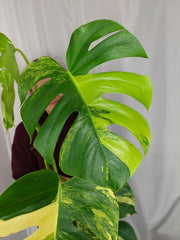 Monstera Aurea