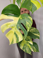 Monstera Aurea