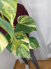 Monstera Aurea