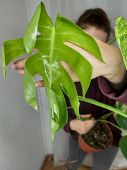 Monstera Aurea
