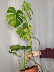 Monstera Aurea